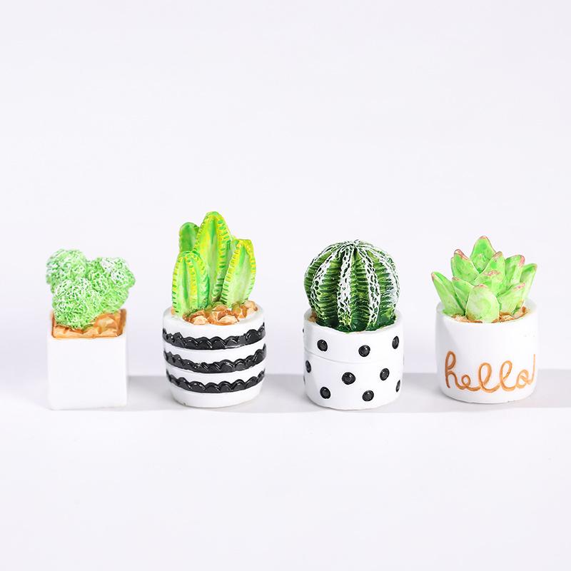 4-Piece Set of Cactus Succulen - Echeveria Succulent review and price